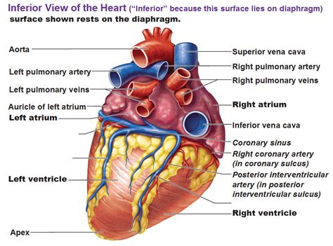 The blood vessels are part of the circulatory system and function to transport blood throughout the body. Blood Flow of the Heart