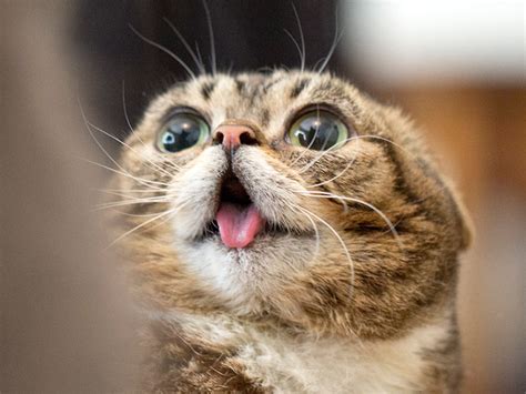Cats Sticking Out Tongues 17 Photos Funcage