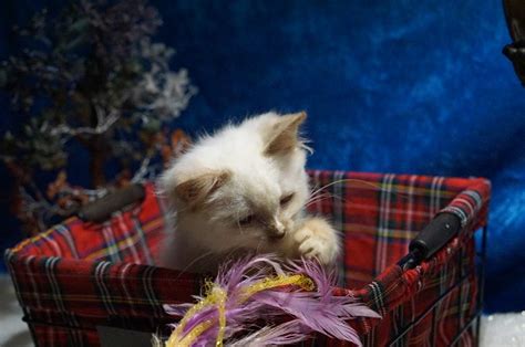 Cinnamon Ragdoll Cat Ragdoll Kittens For Sale