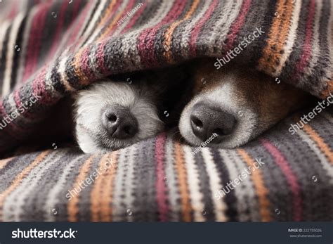 Couple Of Dogs In Love Sleeping Together Under The Blanket In Bed Stock