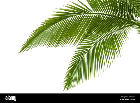 Leaves Of Palm Tree Isolated On White Background Stock Photo Alamy