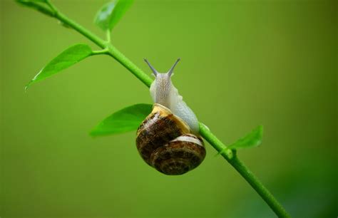 Free Images Snail Nature Green Snails And Slugs Macro Photography