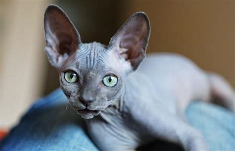 The best things in life are rescued! How to Find Sphynx Cat Rescue Shelters | LoveToKnow