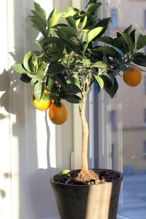The Truth About An Indoor Lemon Tree Hint It Belongs Outdoors Artofit