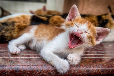 My Funny Kitty Laughing Funny Cats Kitty Cats