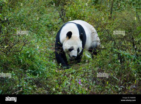 Panda Ailuropoda Melanoleuca Bifengxia Panda Base Sichuan Province
