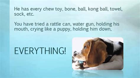 Managing and controlling puppy biting problems can be a major challenge for us dog lovers. How to train a beagle puppy not to bite? Crack The Code on ...