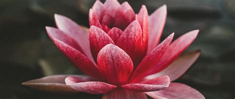 Download Wallpaper 2560x1080 Lotus Flowering Petals