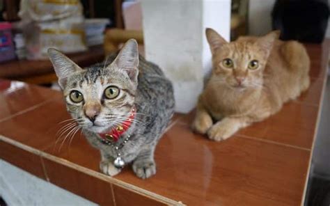 Urin und kot sind für die katze ein wichtiges kommunikationsmittel, womit sie. Katze pinkelt in die Wohnung? Hier bekommst du schnelle Hilfe!