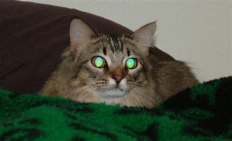 Why Do Cats Eyes Glow In Pictures