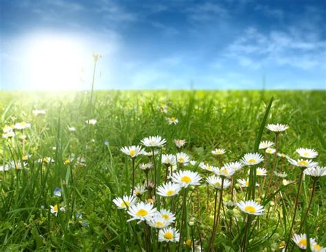 Field Of Summer Flowers — Stock Photo © Iakov 6269957