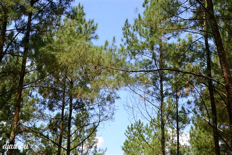 Bukit Sleker Asri Magelangmenikmati Sejuknya Hutan Pinus