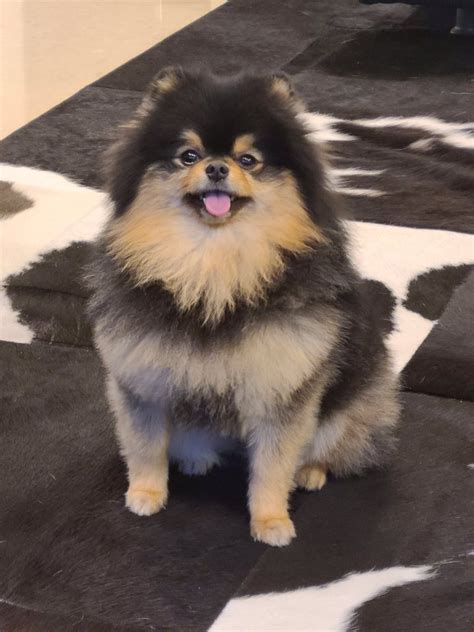 15 Cutest S Of Yeontan Being Doted On By The Bts Members Koreaboo