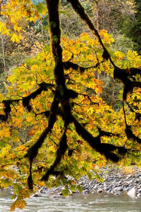 Autumn Maple Leaves Turlo Campground Verlot Washington 2015