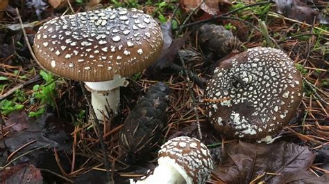 Fall Mushrooms In Washington State 2019 Youtube