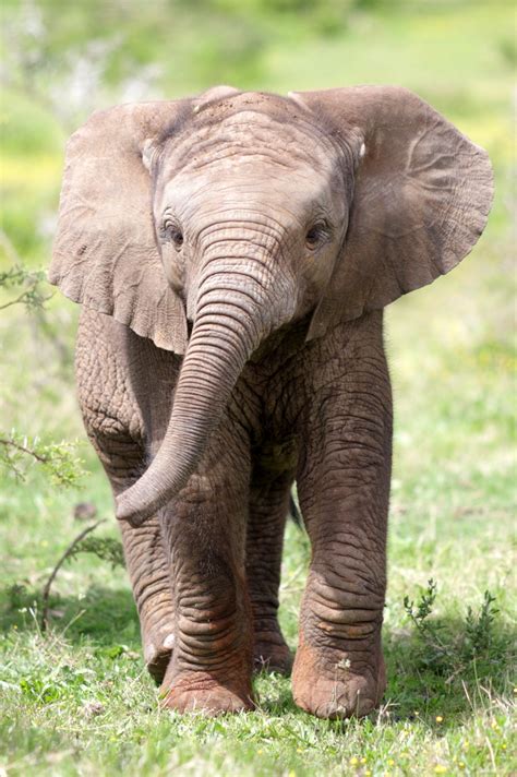 Dololo The Baby Elephant Thought To Be Dead Will Be Transitioned Back