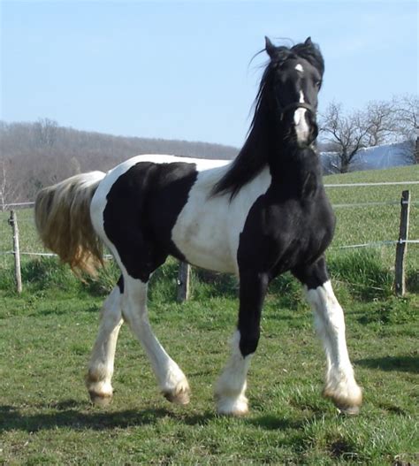 Gypsy vannergypsy cobdraft horsecarriage horsehorsesbuckskindunpintopaint horse. Friesian Colt | Cayenne Friesian Horses for Sale - Gypsy MVP