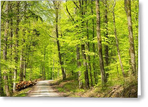 Wonderful Green Forest In Spring Photograph By Matthias Hauser