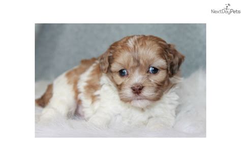 Their coats come in adorable small shih poo puppies for sale, georgia local breeders, near atlanta, ga shih poo puppies for sale, georgia. Shih-Poo - Shihpoo puppy for sale near Tulsa, Oklahoma | a3f68d20-d651