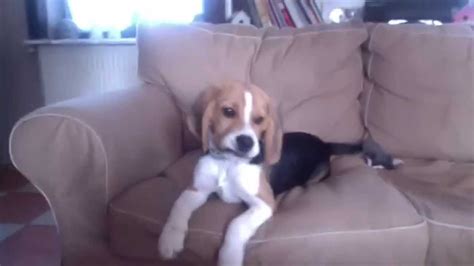 James Aboiement Puppy Beagle Barking Youtube