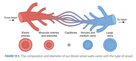 Capillaries Types Blood Vessel Structure Vascular System
