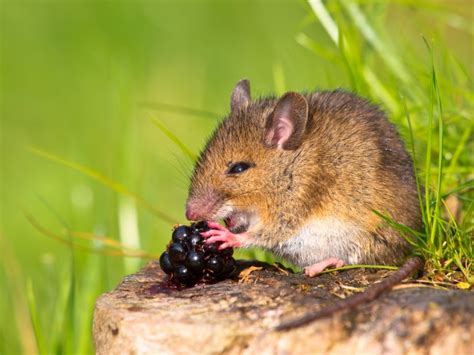 The mice could not move freely now. Why Do Mice Love Cheese? | Wonderopolis