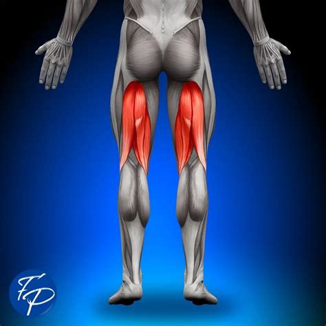 Can Tight Hamstrings Cause Knee Pain The Answer Might Surprise You