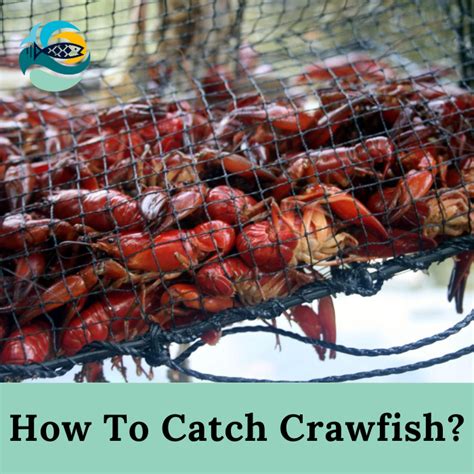 How To Catch Crawfish How To Find And Trap Crayfish