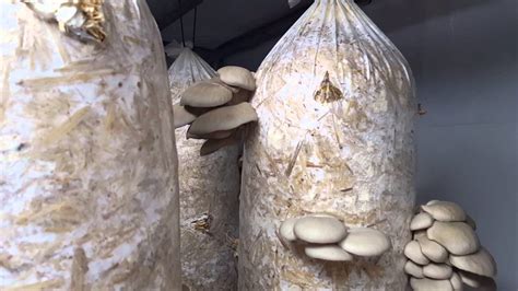Grow And Sell Mushrooms Small Business Ideas