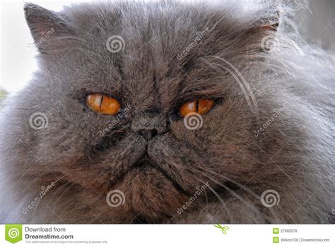 Blue Persian Cat Face Stock Photo Image Of Pets Amber