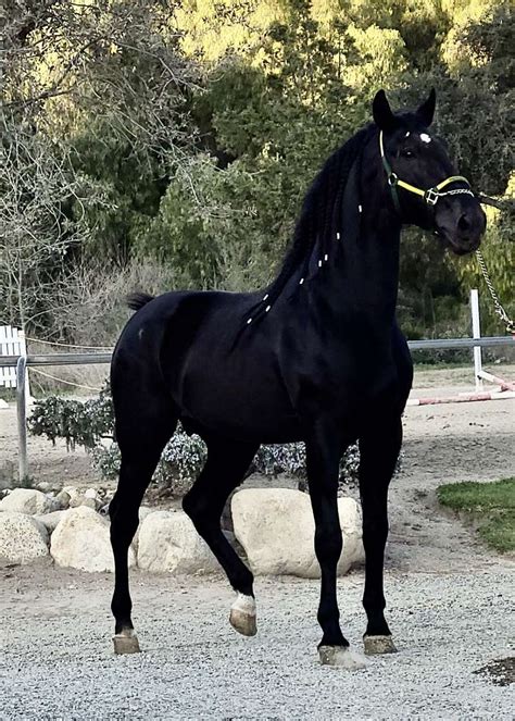 black andalusian horses  sale