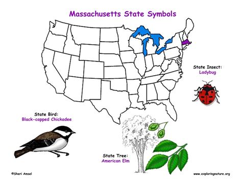 Massachusetts State Symbols