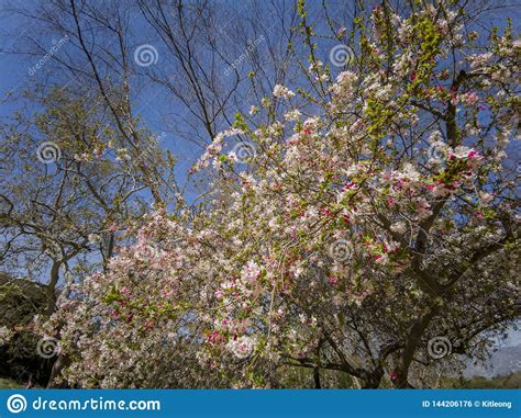 Crabapples Tree Flower Blossom Stock Photo Image Of Garden States