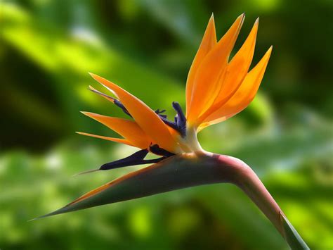 Is Bird Of Paradise Toxic To Cats Vet Approved Risks And Safety Tips