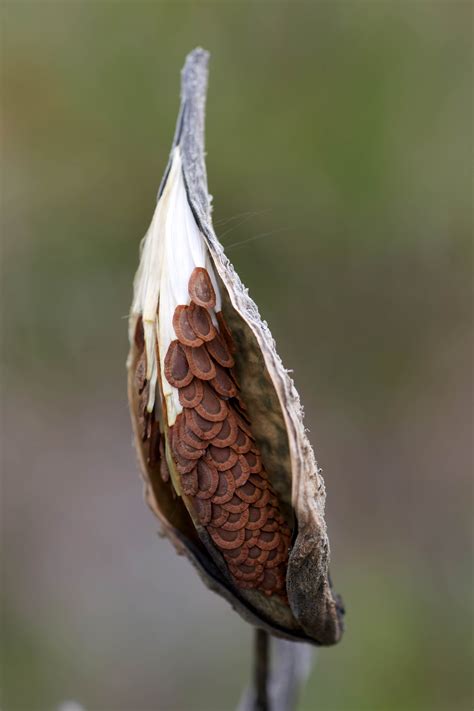 Free picture: milkweed, pod, opened, exposed, seeds