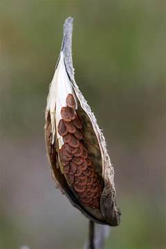 Milkweed Pod Behr
