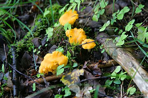 How To Forage And Cook Chanterelle Mushrooms Mossy Oak