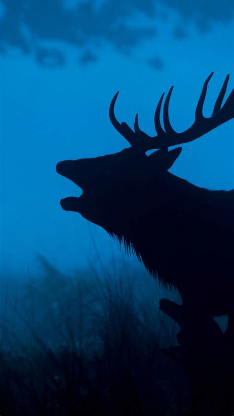 1080x1920 1080x1920 Deer Forest Animals Artist Digital Art Hd