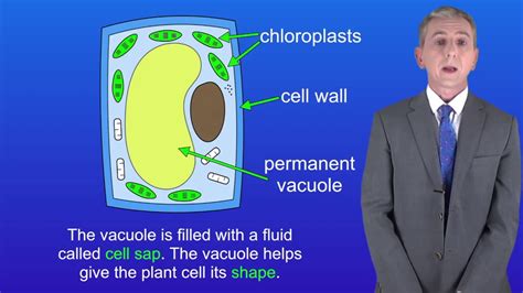 Leaves take in energy via sunlight and capture carbon dioxide from the air. Animal Cell Diagram Gcse Bitesize ~ DIAGRAM