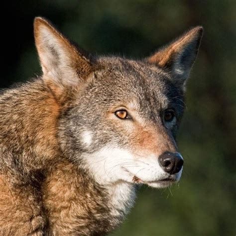 Red Wolf Endangered Species Endangered Wonders