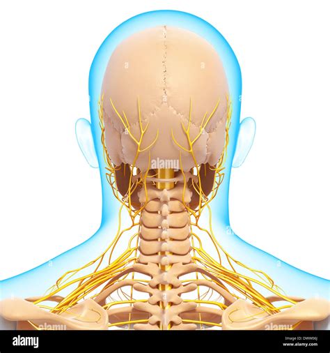 Peripheral Nervous System Head Neck Drawing Stock Photo Alamy