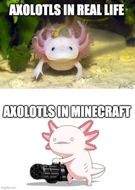 Jun 10, 2021 · new axolotls added to minecraft. Image tagged in blank white template - Imgflip