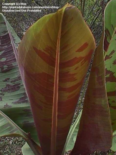 We did not find results for: PlantFiles Pictures: Musa, Red Banana Tree, Variegated ...