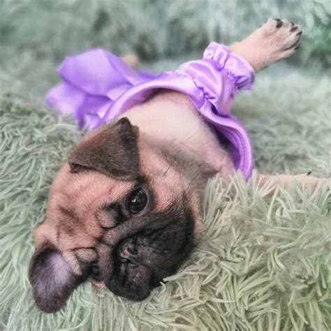 Meet 15 of the Cutest Pugs in the World | The Dogman
