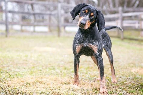 What Are The Different Types Of Coonhounds