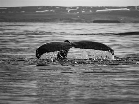 whale fluke smithsonian photo contest smithsonian magazine