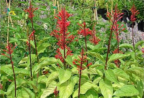 Firespike is a tropical native and likes to live in that environment. Red Firespike plant | Butterfly garden plants, Plants ...