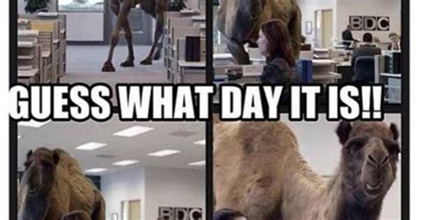 Share the best gifs now >>>. guess what day it is camel | Photo: UH OH! Guess what day ...