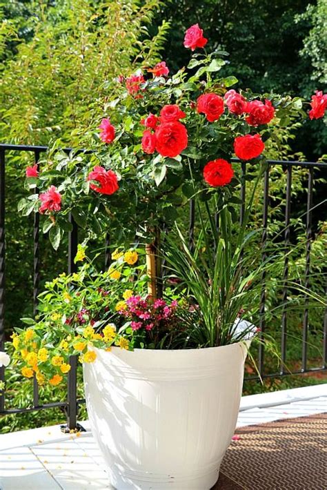 Knock Out Rose Container Garden Tips Duke Manor Farm Container