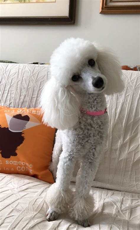 Beautiful Jolie May 2 2018 Poodle Dog Poodle Puppy Standard
